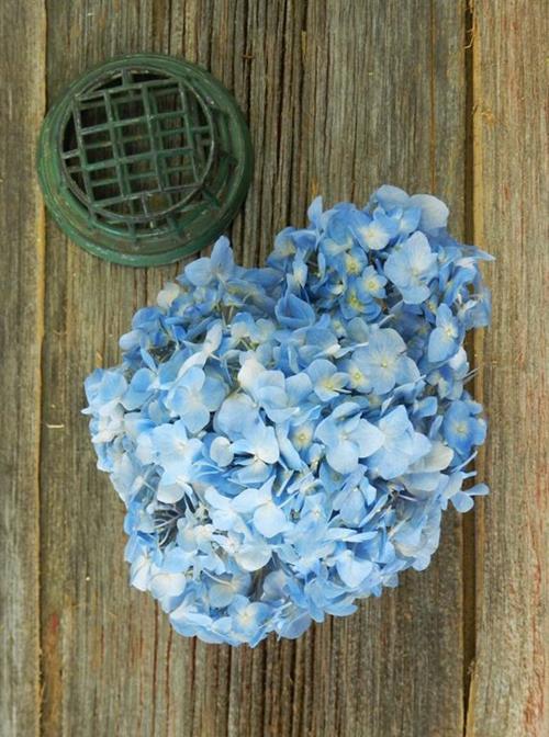 BLUE HYDRANGEA